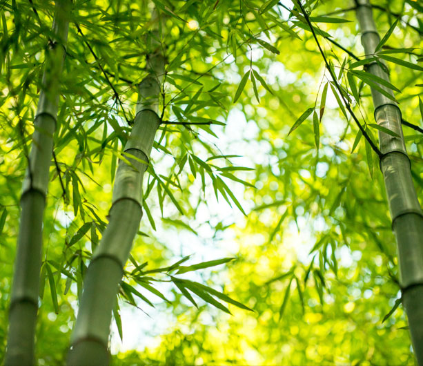 Bamboo