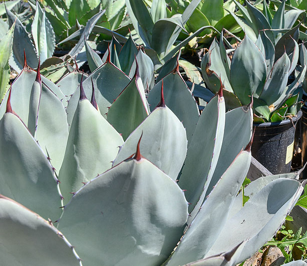 Cactus and Succulents