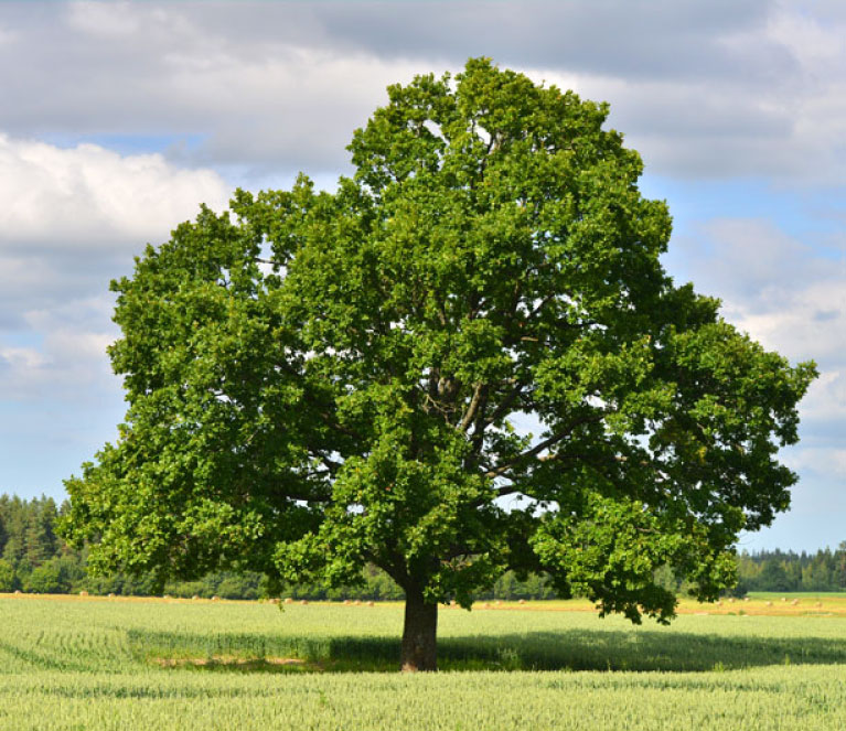 Trees