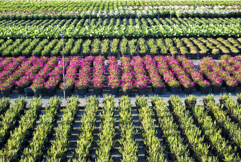 Rows Of Various Plants Growing