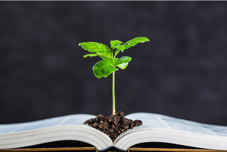 A Plant Growing Out Of An Opened Book A Plant Growing Out Of An Opened Book