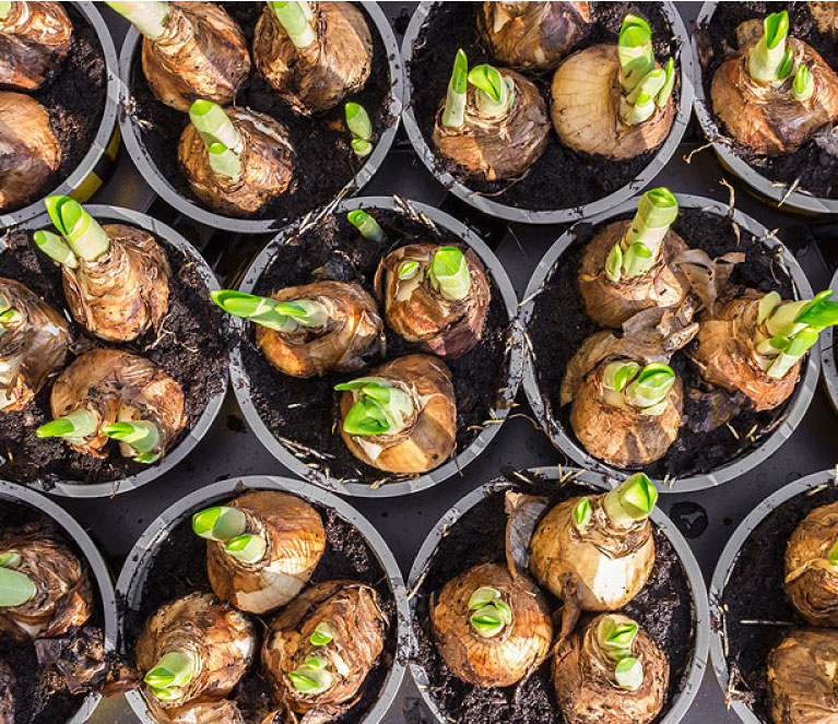 seeds&bulb