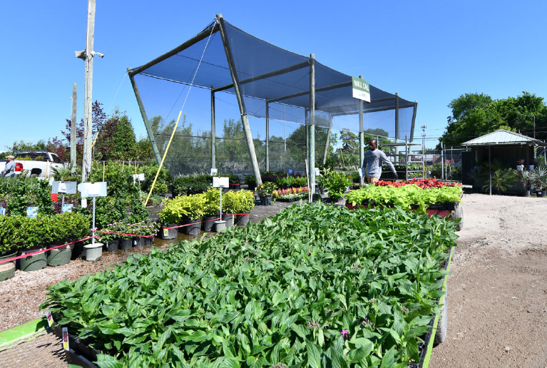 Plants In A Nursery Plants In A Nursery