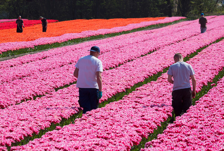 People Standing In Between Rows Of Bright Blooming Flowers People Standing In Between Rows Of Bright Blooming Flowers
