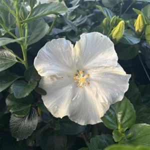 Earth Angel Hibiscus