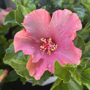 First Lady Hibiscus