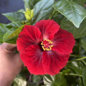 Hot Shot Hibiscus