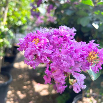 Catawba Crape Myrtle Catawba Crape Myrtle
