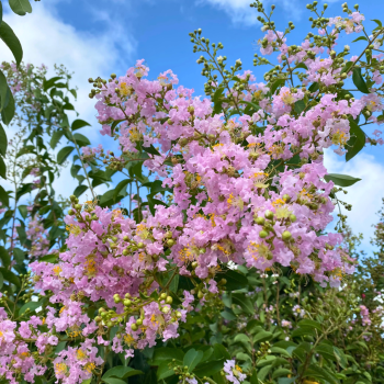 Muskogee Crape Myrtle Muskogee Crape Myrtle