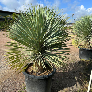 Beaked Yucca Beaked Yucca