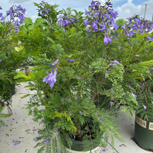 Bonsai Blue Jacaranda Bonsai Blue Jacaranda