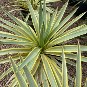 Bright Star Yucca Bright Star Yucca