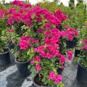 Juanita Hatten Bougainvillea Juanita Hatten Bougainvillea