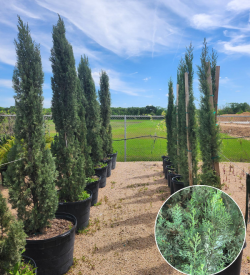 Italian Cypress