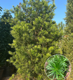 Japanese Yew