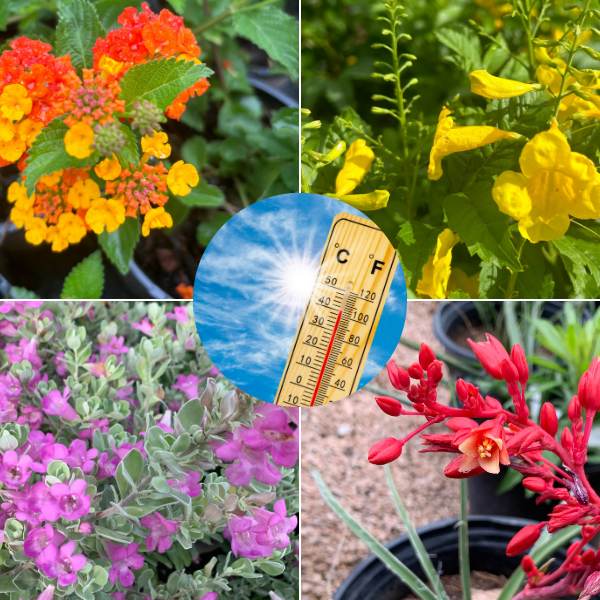 Essential Texas Heat-Tolerant Plants for Summer Projects